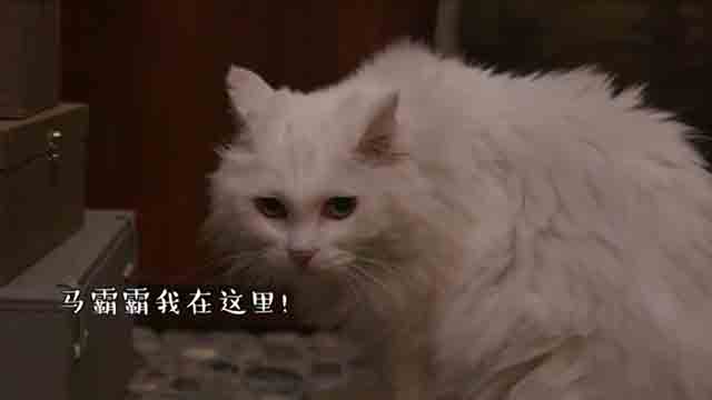 观复猫的五位猫馆长-马未都