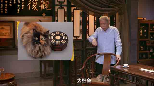 马未都：我为什么喜欢阴阳脸的猫？-马未都
