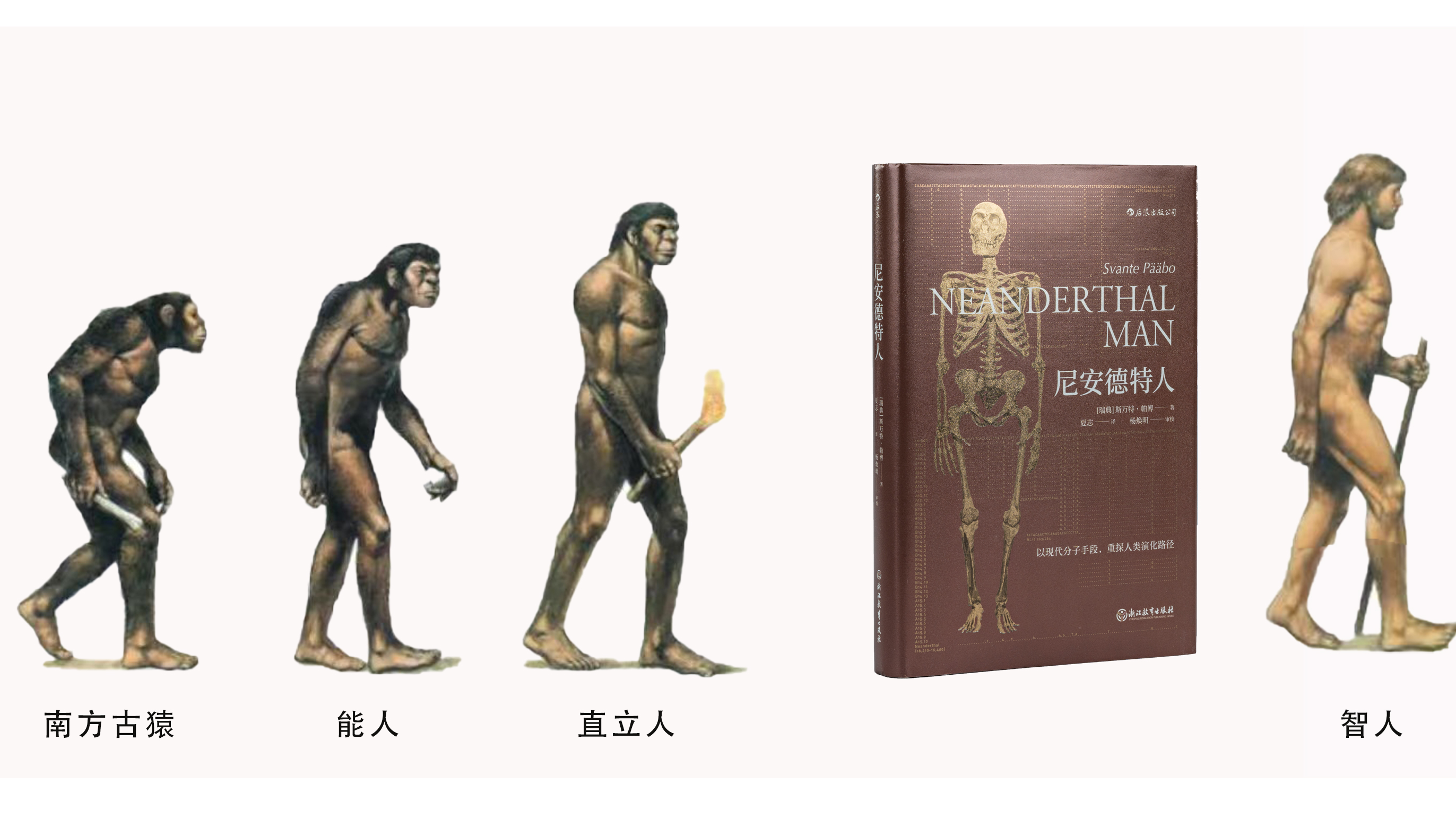 第七十一讲 尼安德特人：我是谁-马未都